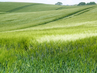 Obraz na płótnie Canvas Green cornfield in Southern Denmark