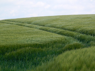 Green cornfield in Southern Denmark