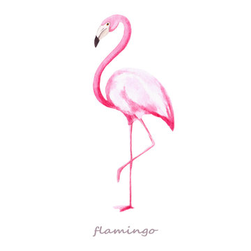 Watercolor with pink flamingo. The illustrations are drawn by hand
