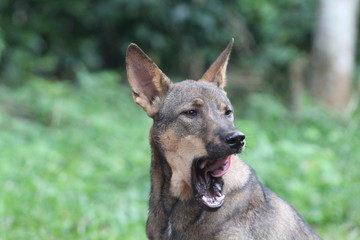 Dog
