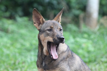 Dog