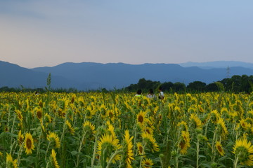 ひまわり畑