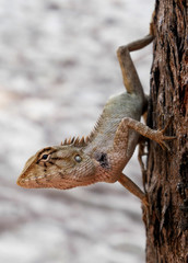 Close up Chameleon on the tree, animals wildlife
