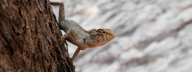 Close up Chameleon on the tree, animals wildlife