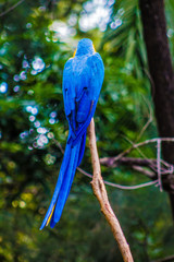 Arara