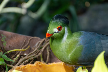 White cheeked turaco (Tauraco leucotis), a green vibrant tropical bird close up in the sunlight peeking through the rainforest in east africa.