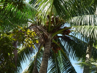 Fototapeta premium Palmier en Thailande