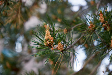 Fototapeta premium nature branches of coniferous trees in the forest