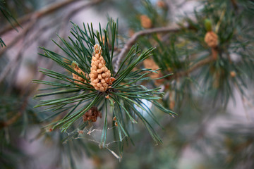nature branches of coniferous trees in the forest