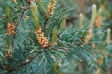 nature branches of coniferous trees in the forest