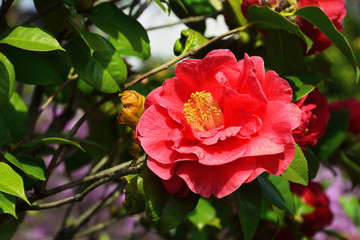 真っ赤な八重咲のツバキの花