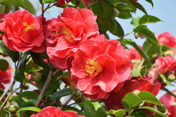 真っ赤な八重咲のツバキの花