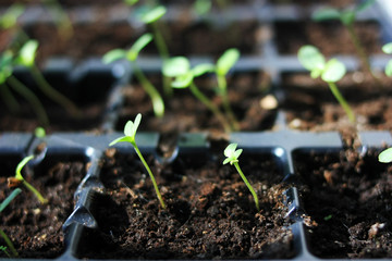 Young green sprouts in pots
