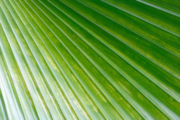 Fototapeta premium Texture of Green palm Leaf