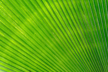 Obraz premium Texture of Green palm Leaf