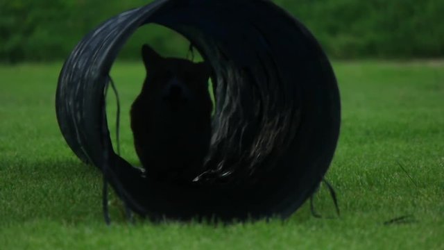A dog runs in a tunnel during training, slow motion