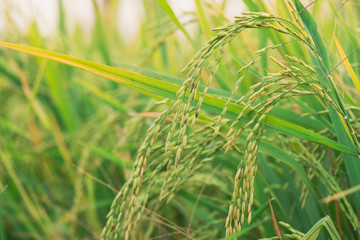 Close up view of yellow-green rice field with soft sunrise light.