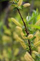柳の花が咲く