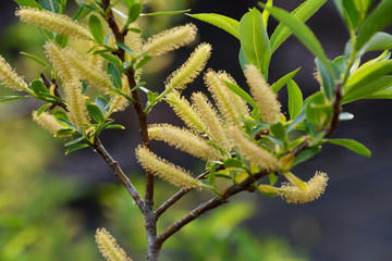 柳の花が咲く