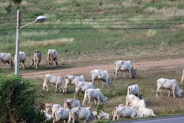 White cows in the field grazing