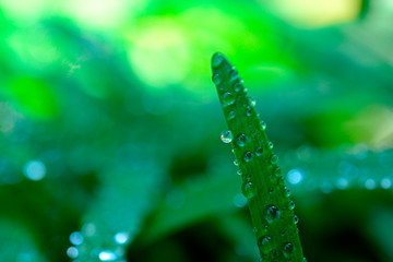 若草と水滴