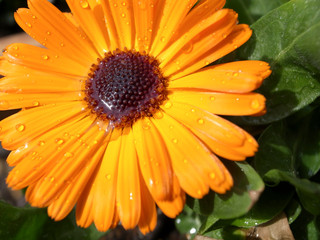 水滴と明るいオレンジの花