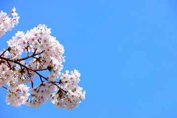 サクラと青空