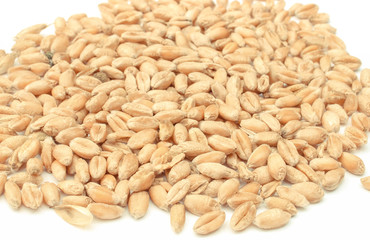 Rye or wheat grains on white background