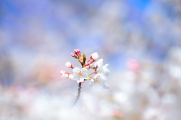咲き始めのサクラ