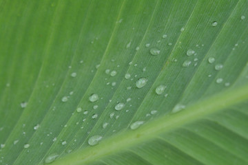 Water drops on a green leaf