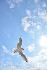 Flying seagull