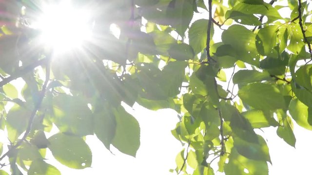 Green leaves and Sun