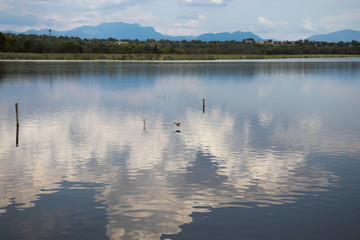 Lago con pequeña ave coatetelco morelos méxico