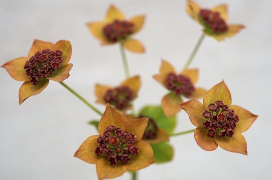 Bupleurum longifolium bronce form