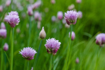Close up abstract view of allium flowers (chives)