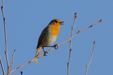 A Robin singing out its territory in the spring sunshine.