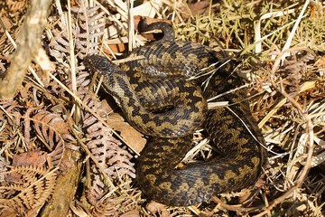 Common European Adder, Vipera berus, basking in the early morning spring sunshine.