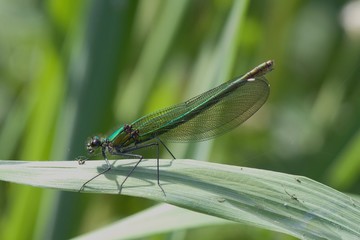 Female Banded demoiselle dragonfly, Calopteryx splendens, in the early spring sunshine.