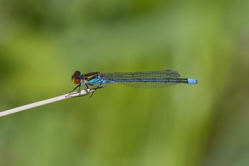 Red-eyed Damselfly resting in the spring sun.