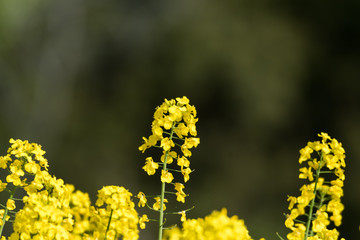 Blossom rapeseed flower by a natural green and blurred background