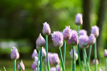 Fototapeta premium Close up abstract view of allium flowers (chives)