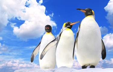 Fototapeta premium Banner with three emperor penguins on blue sky background