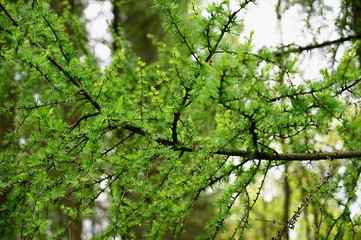 Young green larch needles and part of branch.