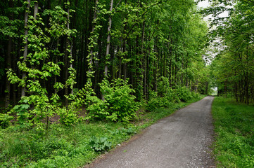Fototapeta na wymiar Forest road and green trees around.