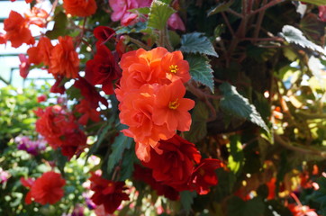 The Butchant Gardens_1