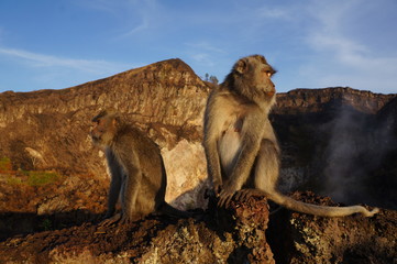 Two monkeys watching the tourists