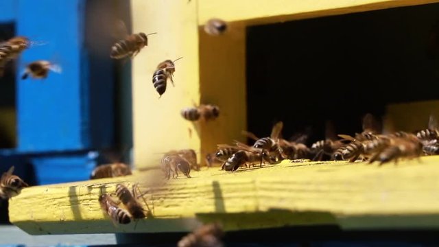 Close up of flying bees in the front of wooden beehive entrance. Bee flying to hive. Honey bee drone enter the hive. Hives in an apiary with working bees flying to the landing boards. Bees convert nec