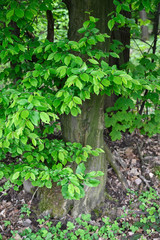 Young green leaves of hornbeam and part of tree trunk.