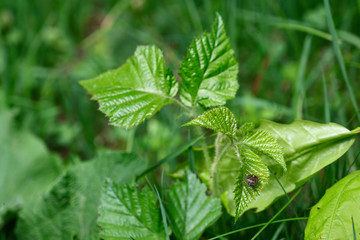 Fototapeta na wymiar Beetle on young blackberry leaves.