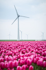 Windmills among colorful tulip fields around the town Urk, the Netherlands